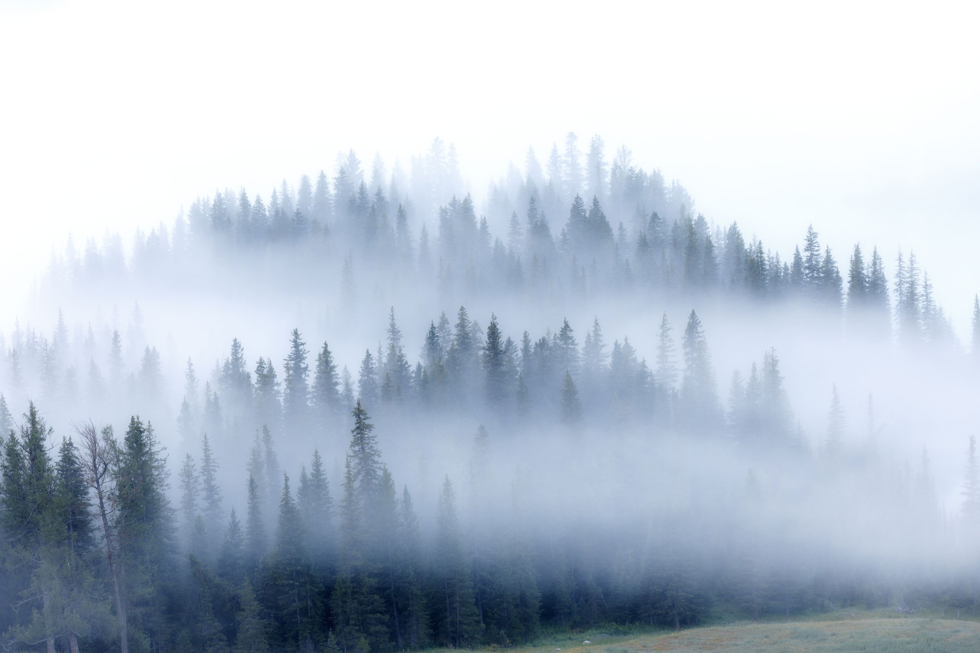 En dimmig skog